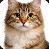 Kay, a Persian cat